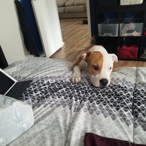 Meet your Posher, Shie - Picture 5 of 6